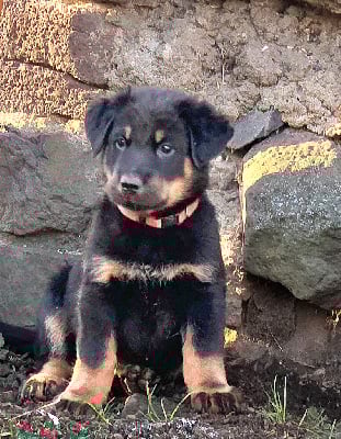 Les chiots de Berger de Beauce