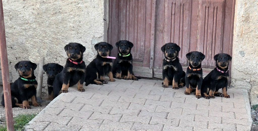 Berger de Beauce - Des Bergers De La Croix