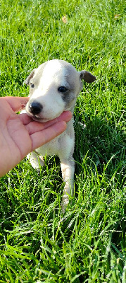 Les chiots de Whippet