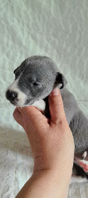 Les chiots de Whippet