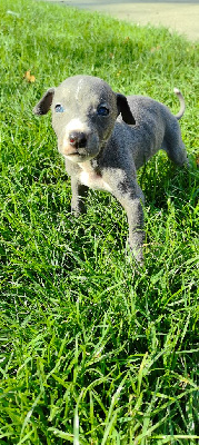 Les chiots de Whippet