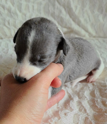 Les chiots de Whippet