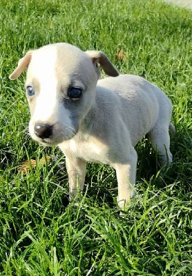 Les chiots de Whippet