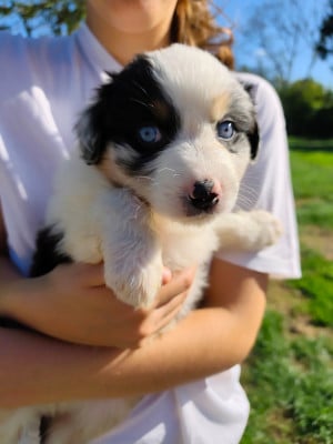 Chiot N°1 - Berger Australien