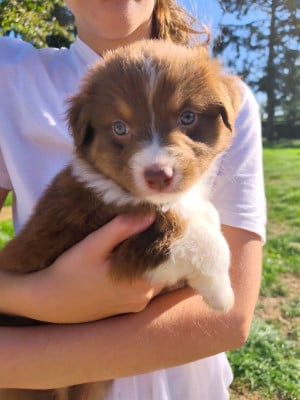 Chiot N°2 - Berger Australien