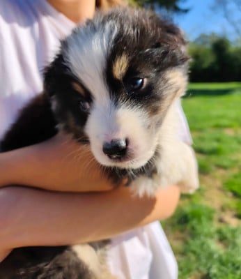 Chiot N°3 - Berger Australien