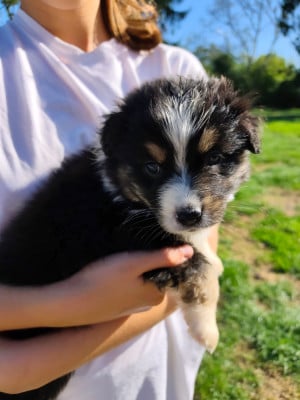 Chiot N°5 - Berger Australien