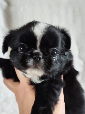 Les chiots de Chihuahua