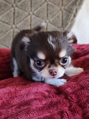 Les chiots de Chihuahua