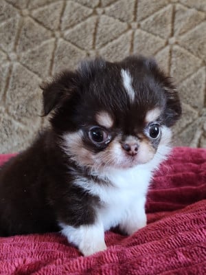 Les chiots de Chihuahua