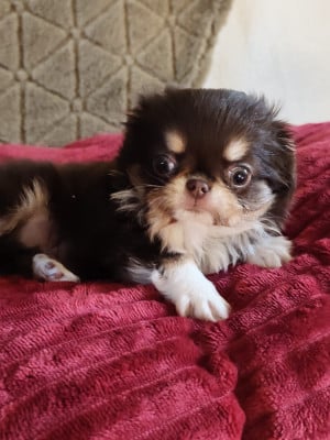 Les chiots de Chihuahua
