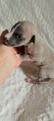 Les chiots de Whippet