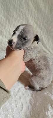 Les chiots de Whippet