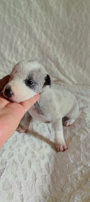 Les chiots de Whippet