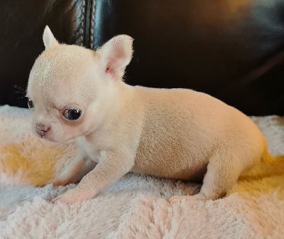 Les chiots de Chihuahua