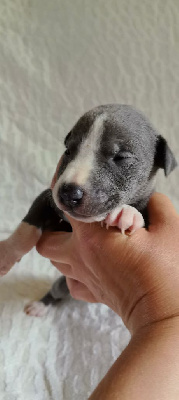 Les chiots de Whippet