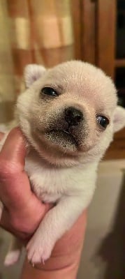 Les chiots de Chihuahua