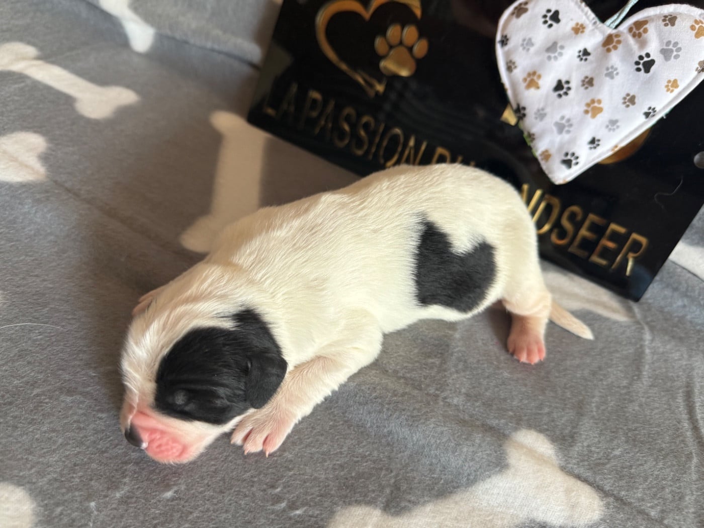CHIOT 1
