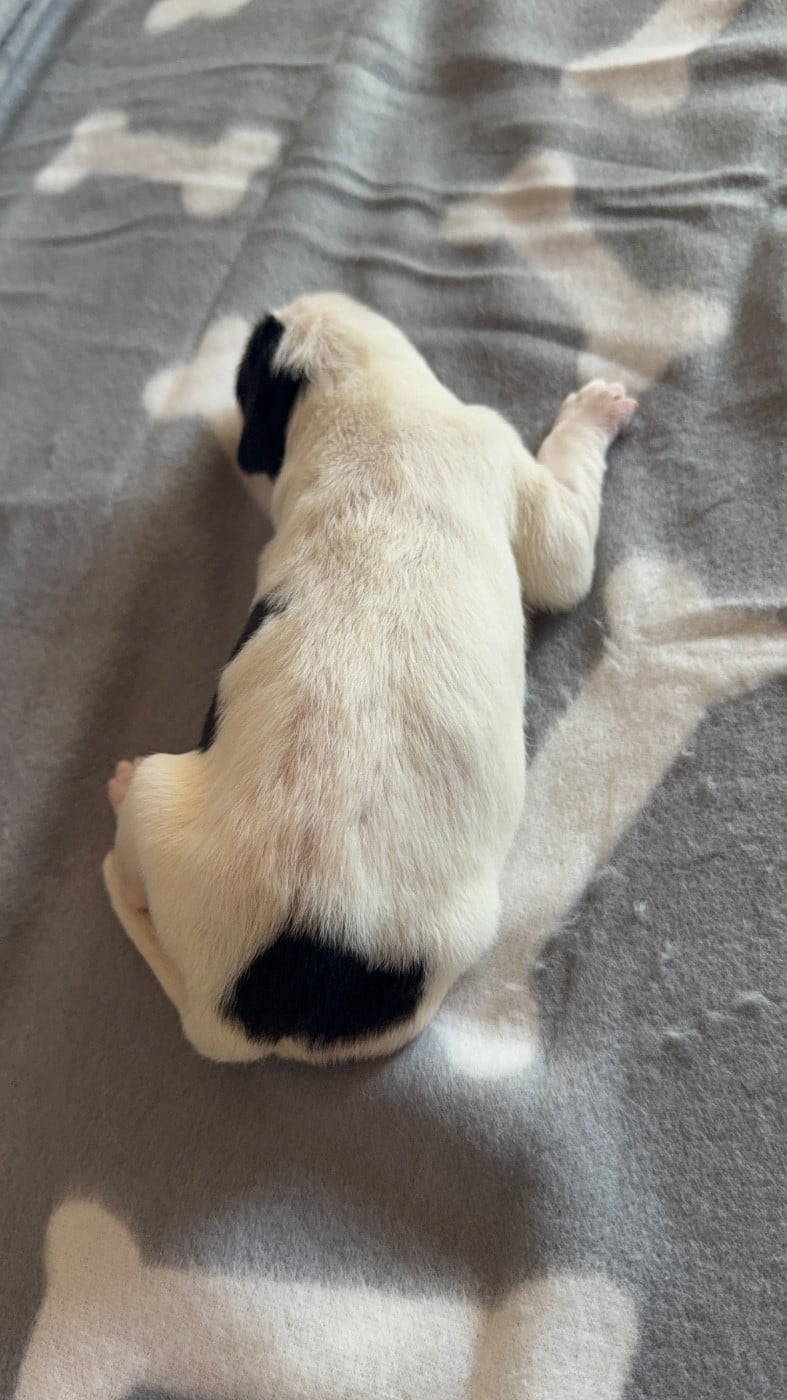 CHIOT 1
