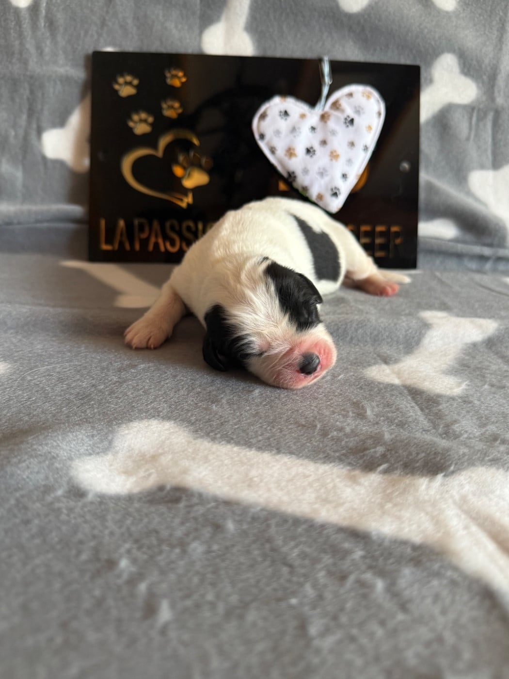 CHIOT 1