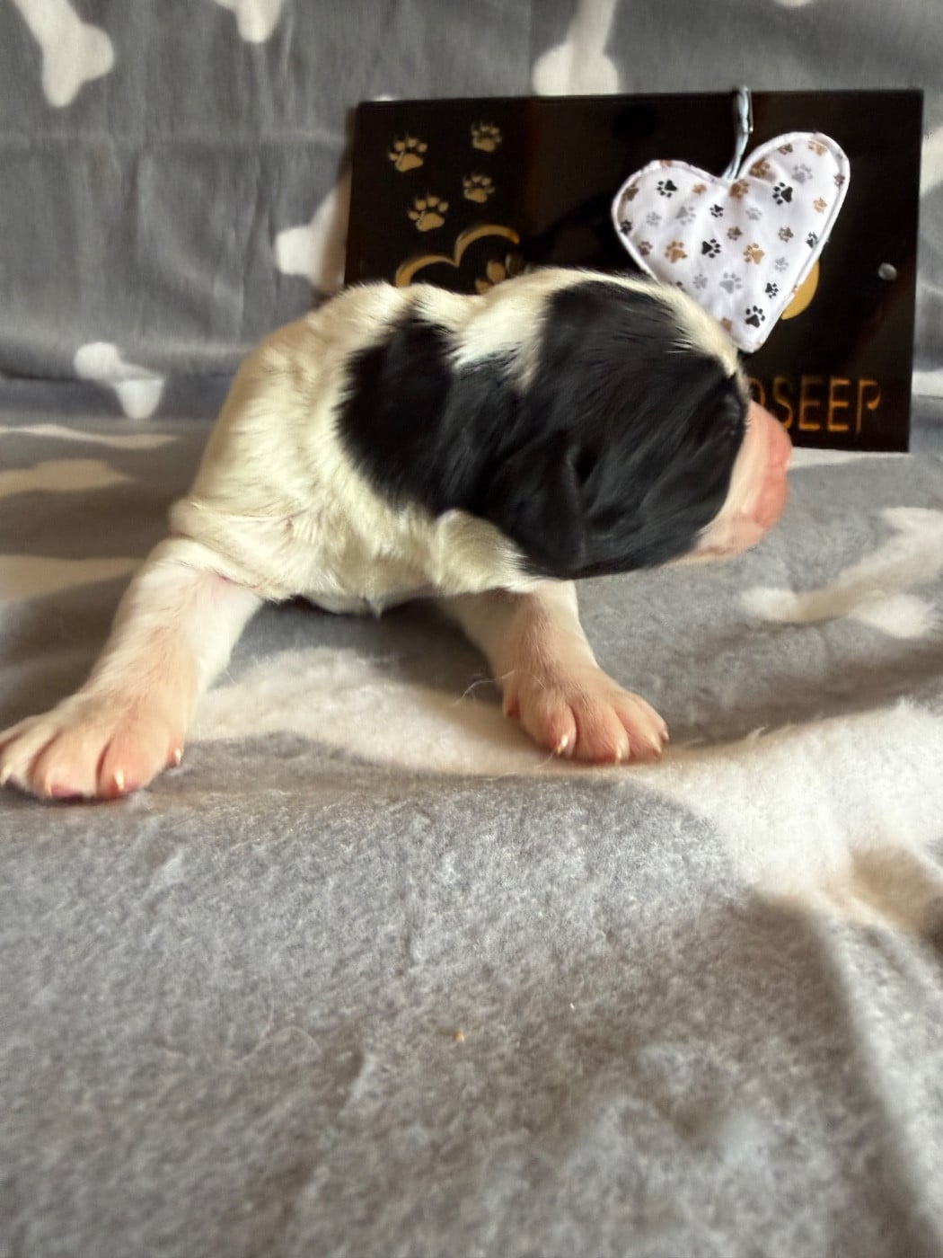 CHIOT 2