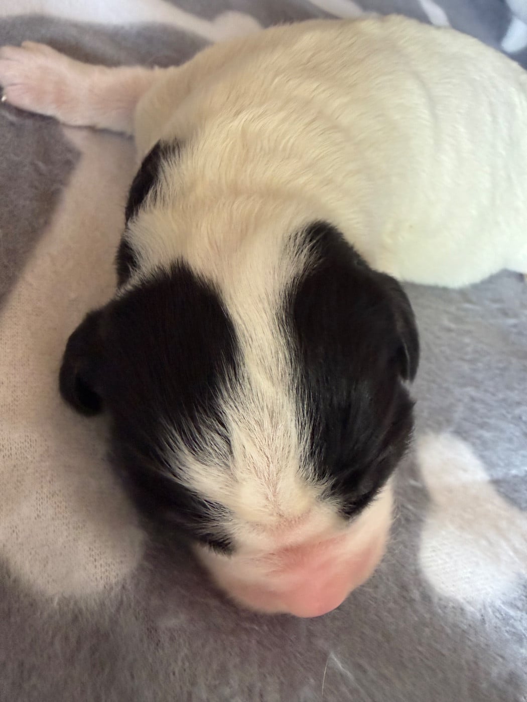 CHIOT 2