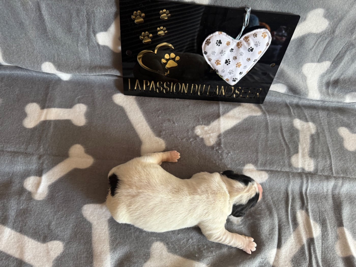 CHIOT 3