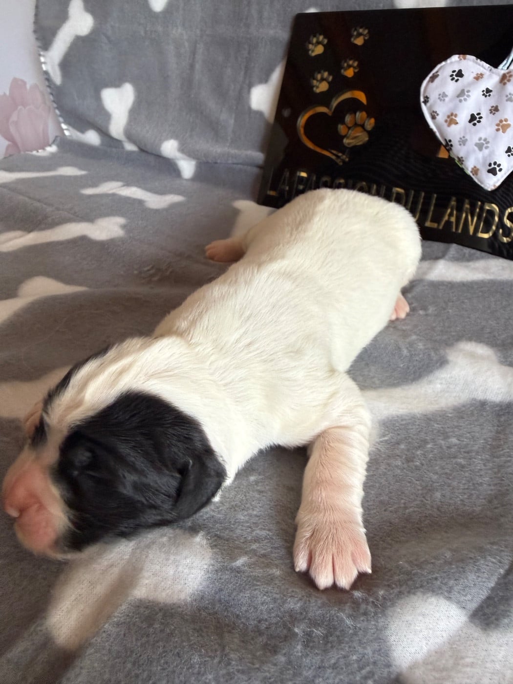 CHIOT 3