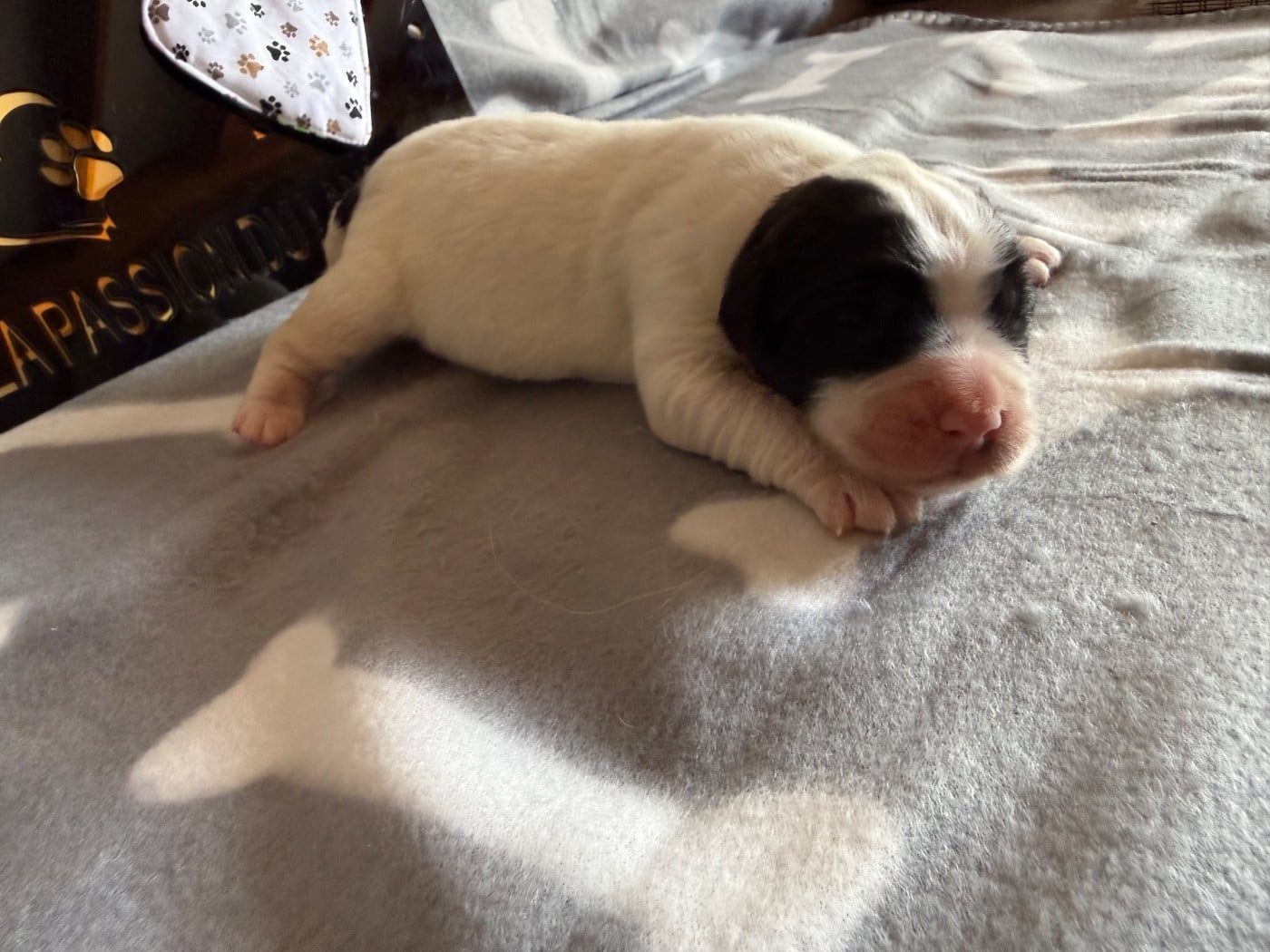 CHIOT 3
