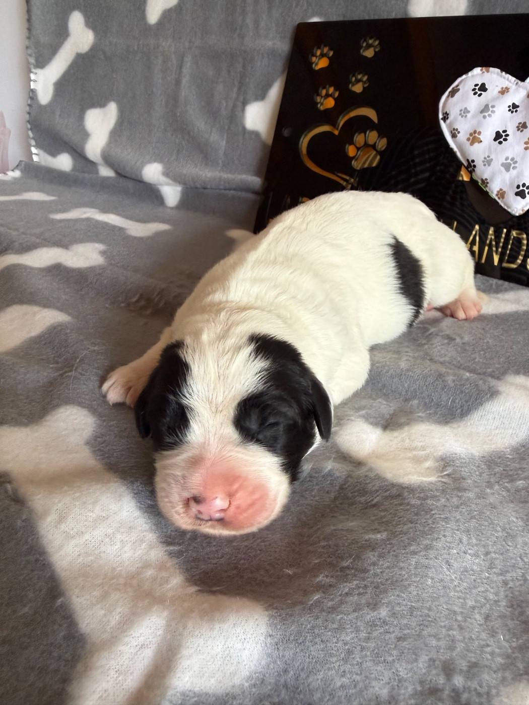 CHIOT 4