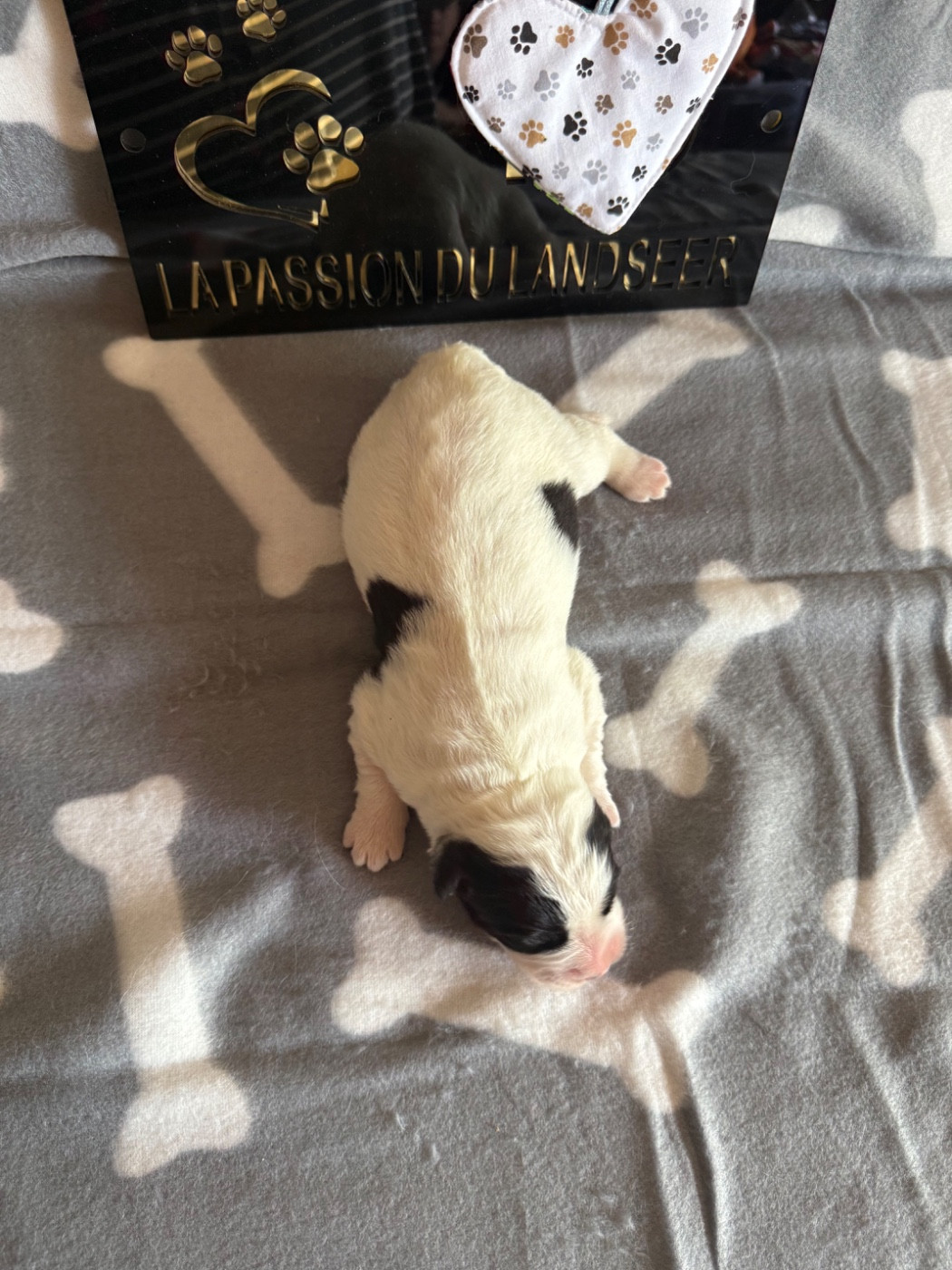 CHIOT 4