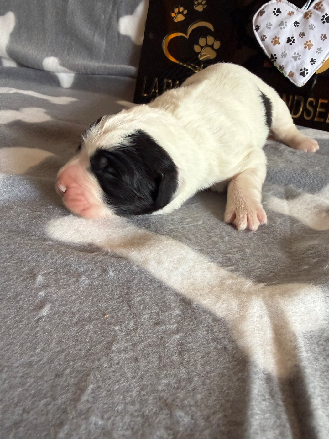 CHIOT 4
