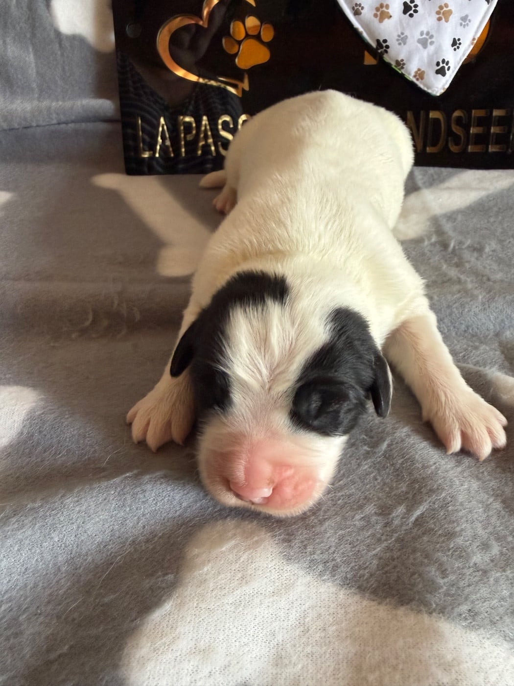 CHIOT 5