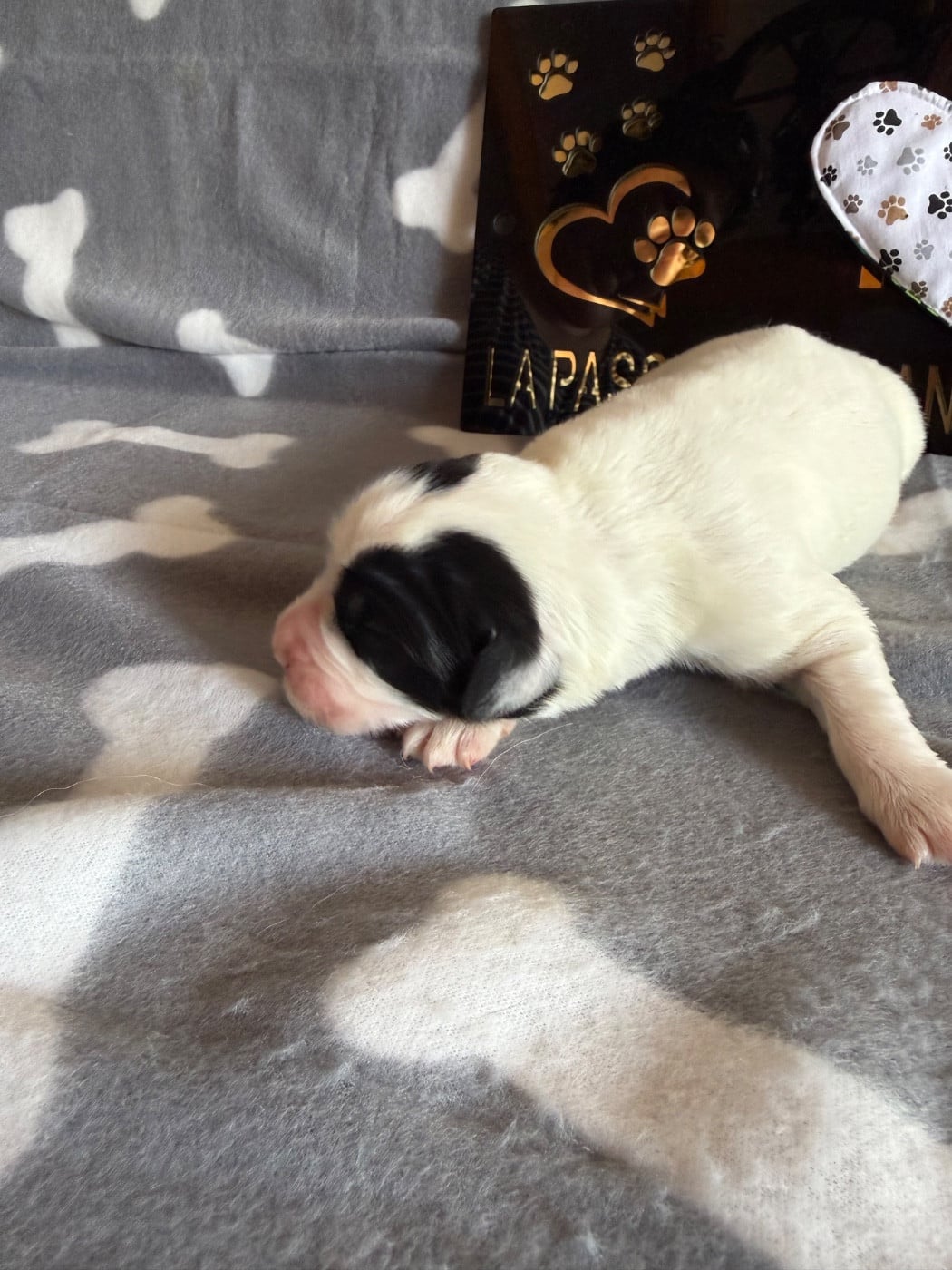 CHIOT 5