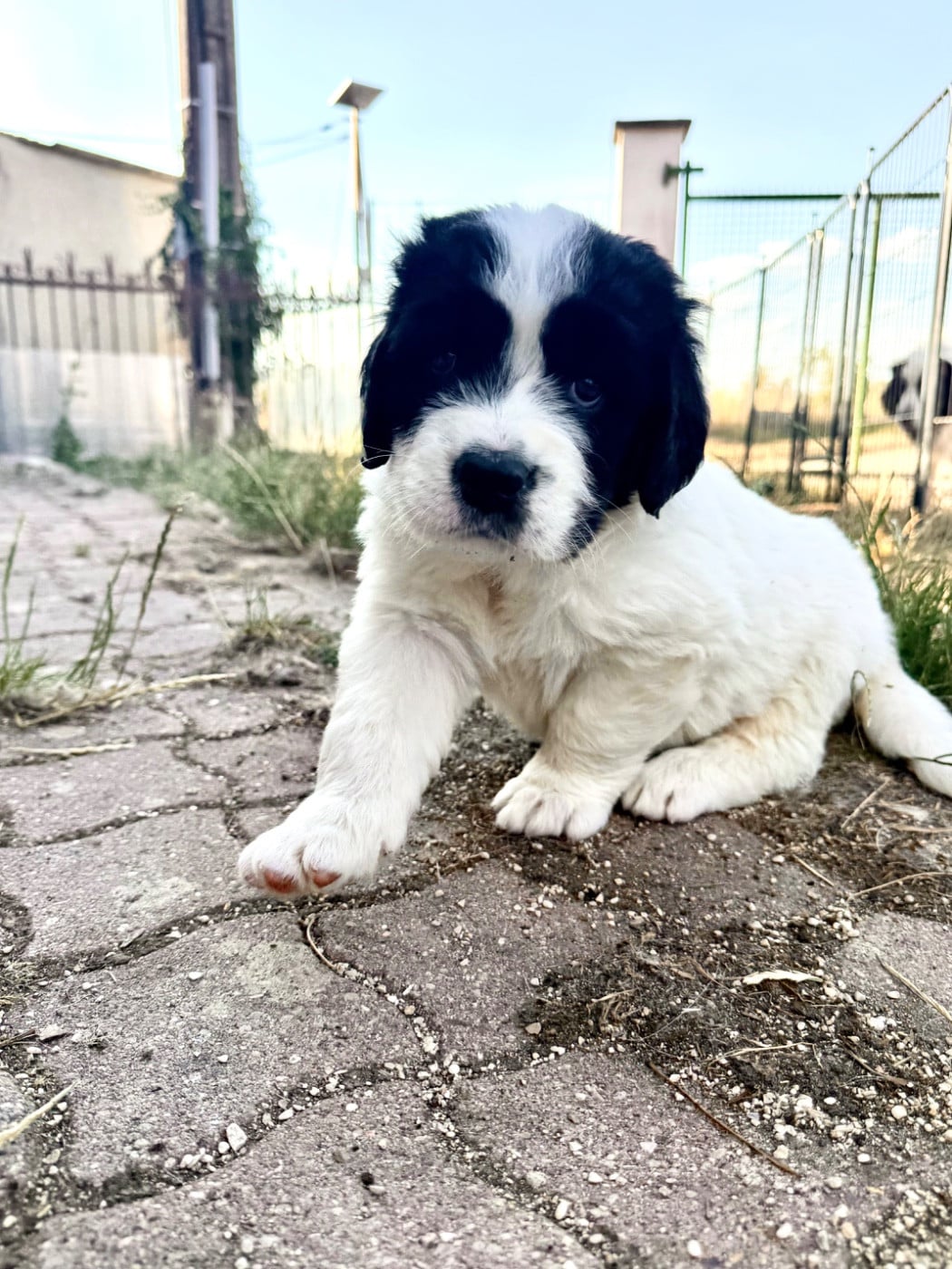 CHIOT 3