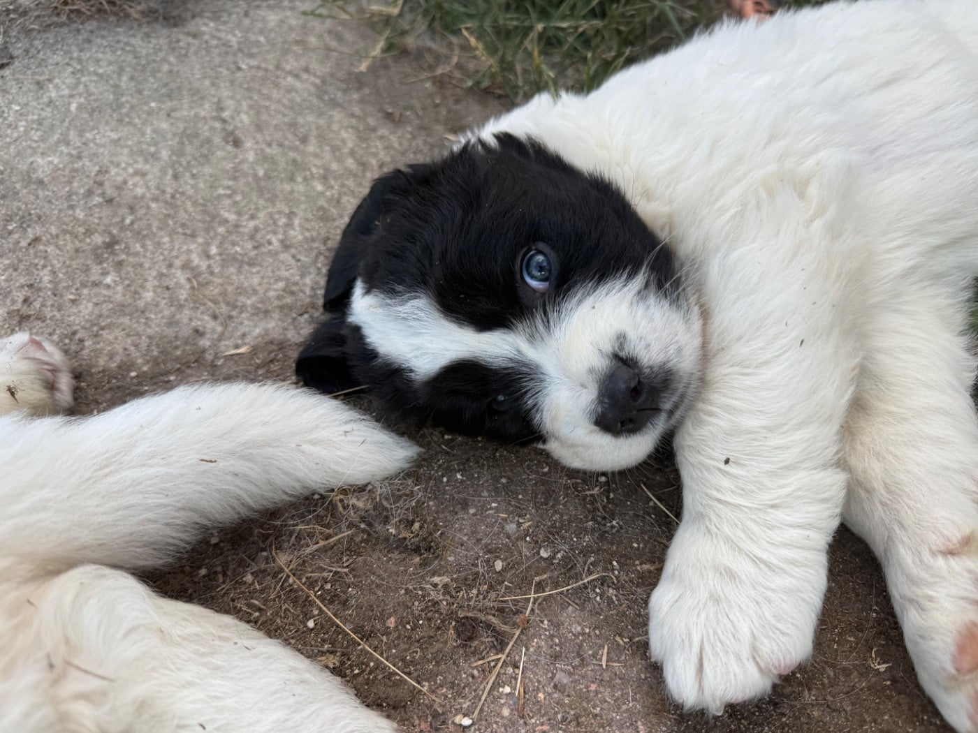 CHIOT 3