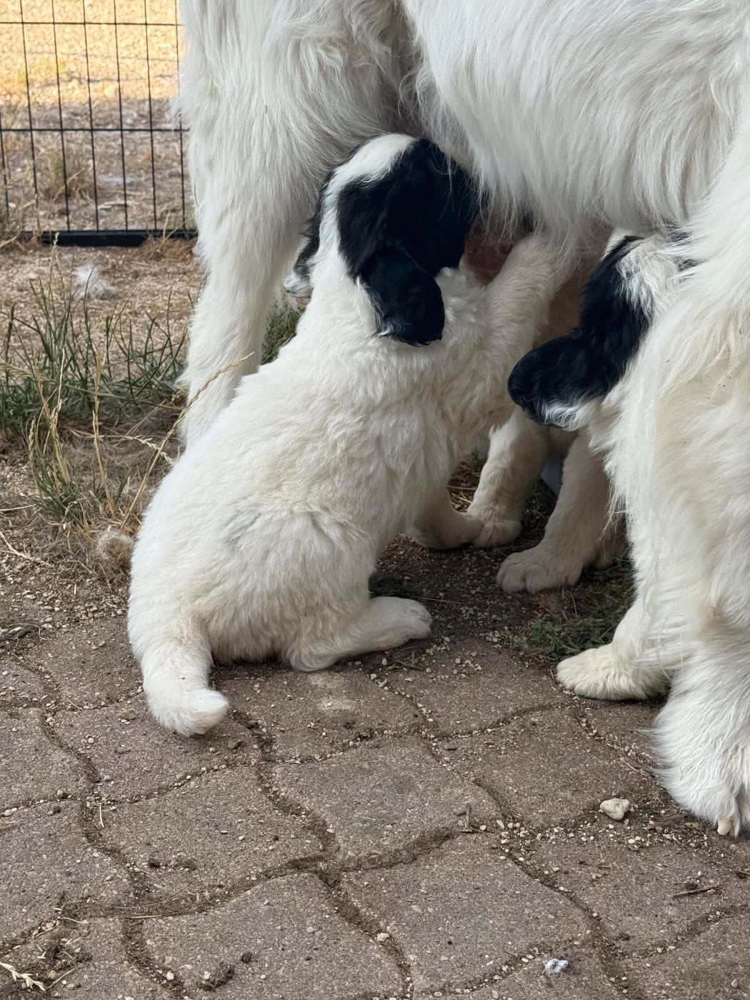 CHIOT 2