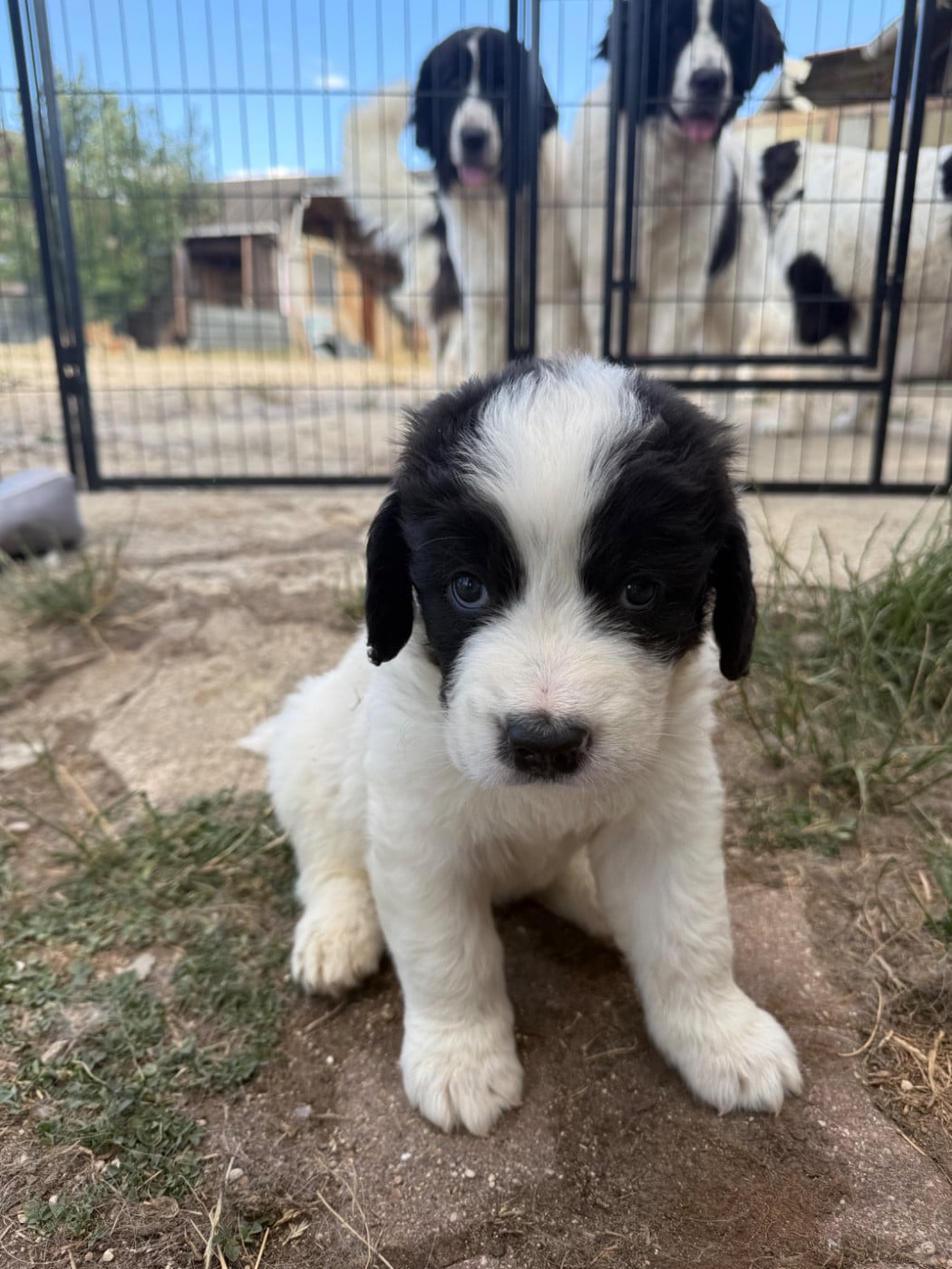 CHIOT 2