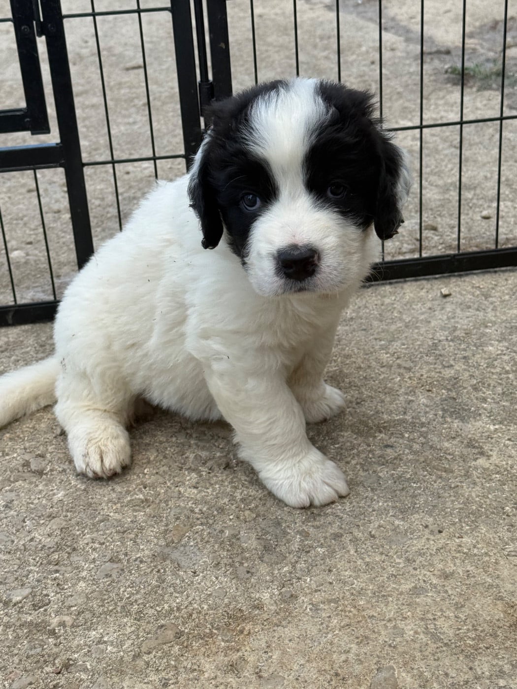 CHIOT 2