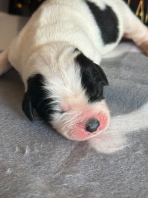 Les chiots de Landseer type continental europeen