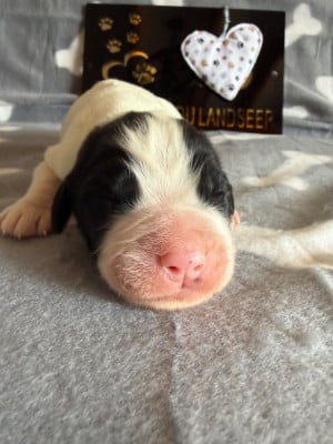 Les chiots de Landseer type continental europeen