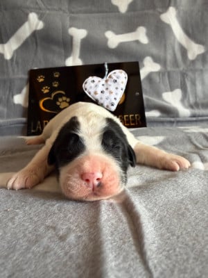 Les chiots de Landseer type continental europeen