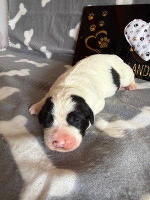 Les chiots de Landseer type continental europeen
