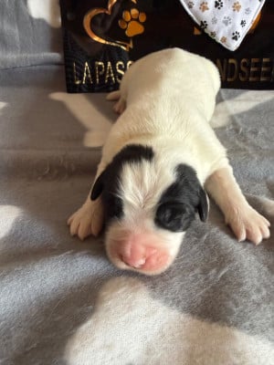 Les chiots de Landseer type continental europeen