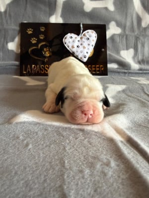 Les chiots de Landseer type continental europeen