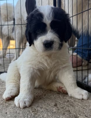 Les chiots de Landseer type continental europeen