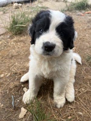 Les chiots de Landseer type continental europeen
