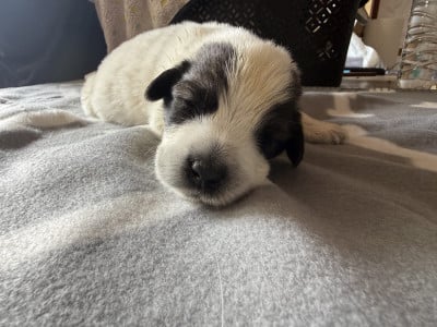 Les chiots de Chien Berger Roumain de Mioritza