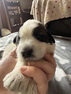 Les chiots de Chien Berger Roumain de Mioritza