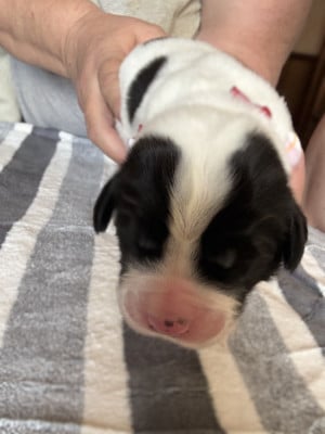 Les chiots de Landseer type continental europeen
